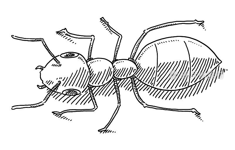 Ant Insect Drawing